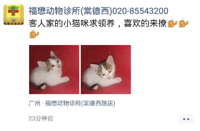 猫图片|宠物猫|猫咪|