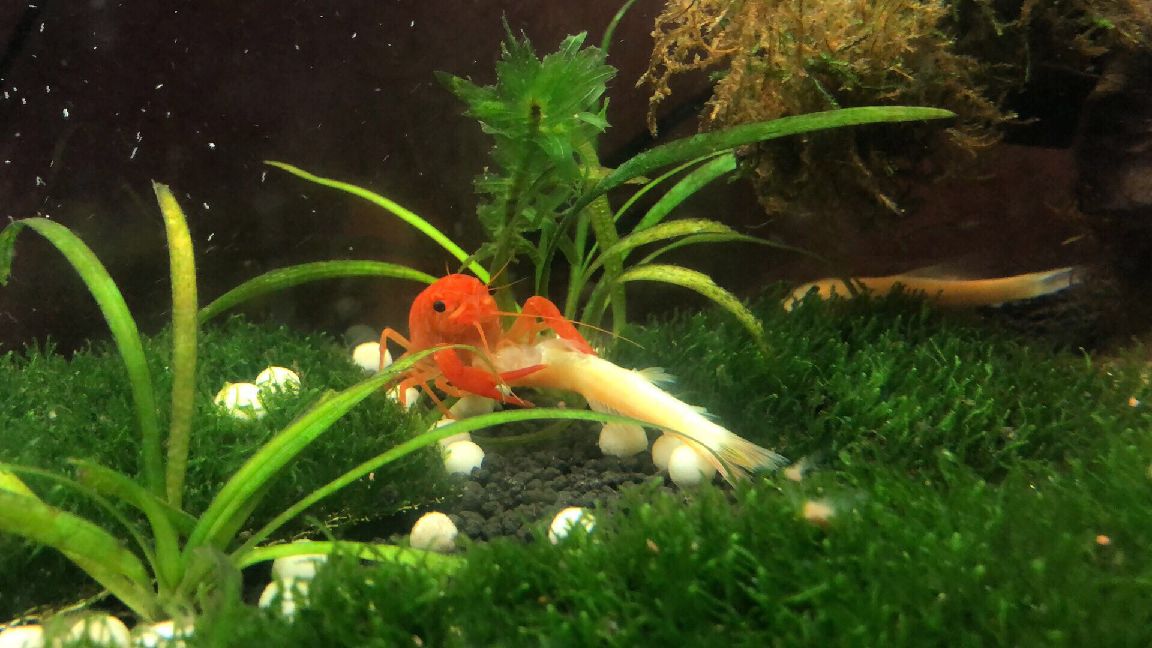 猫图片|宠物猫|猫咪|