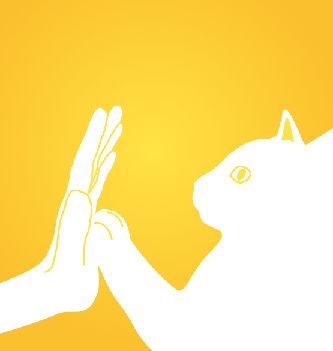 猫图片|宠物猫|猫咪|