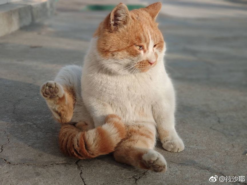 猫图片|宠物猫|猫咪|