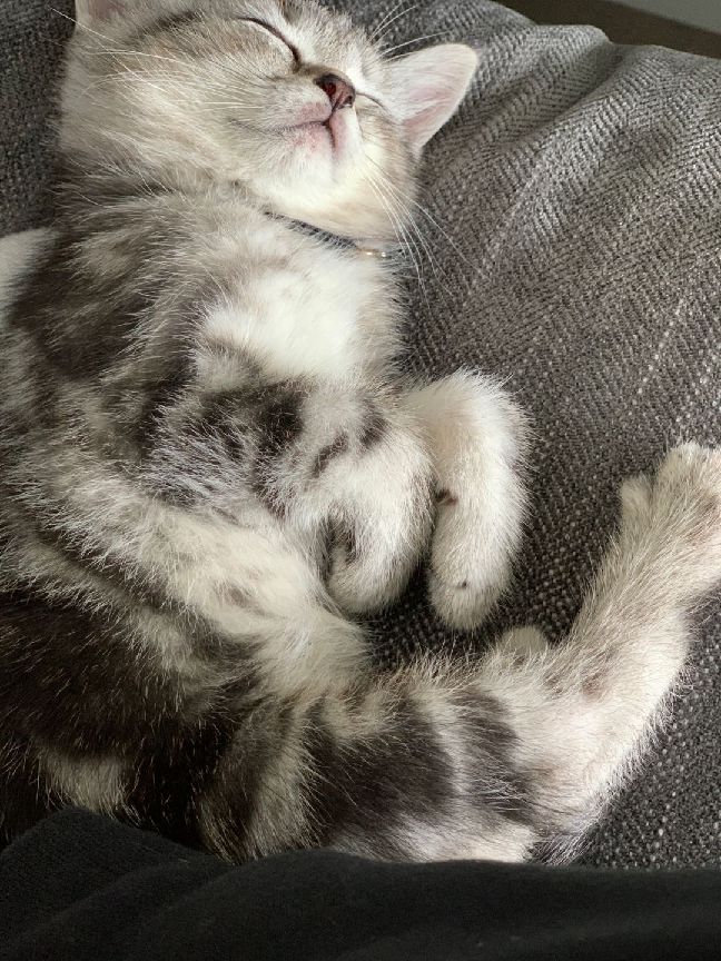 猫图片|宠物猫|猫咪|