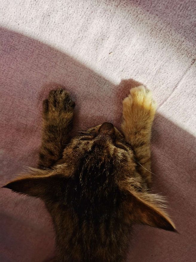 猫图片|宠物猫|猫咪|