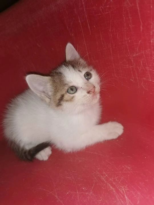 猫图片|宠物猫|猫咪|