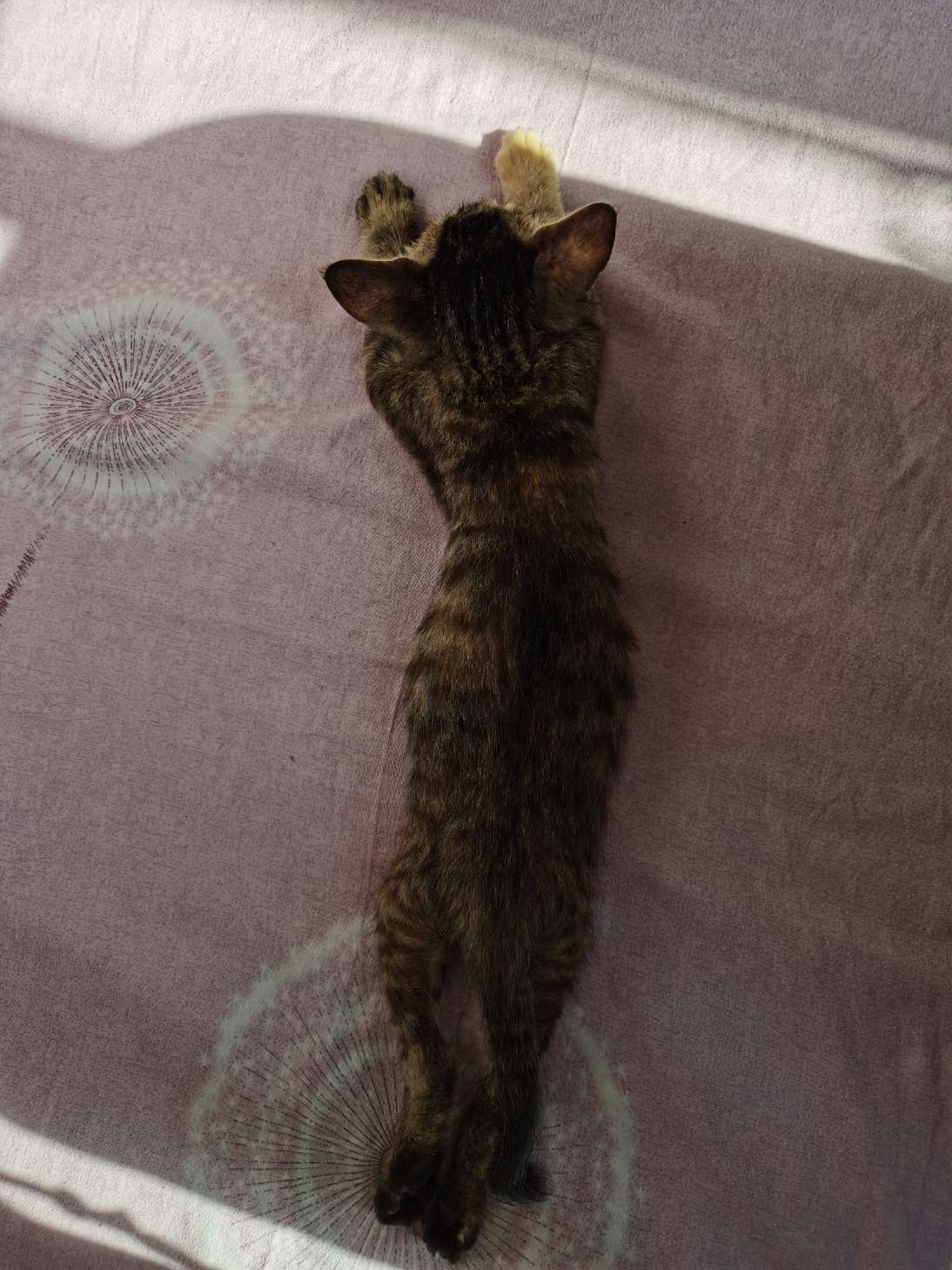 猫图片|宠物猫|猫咪|