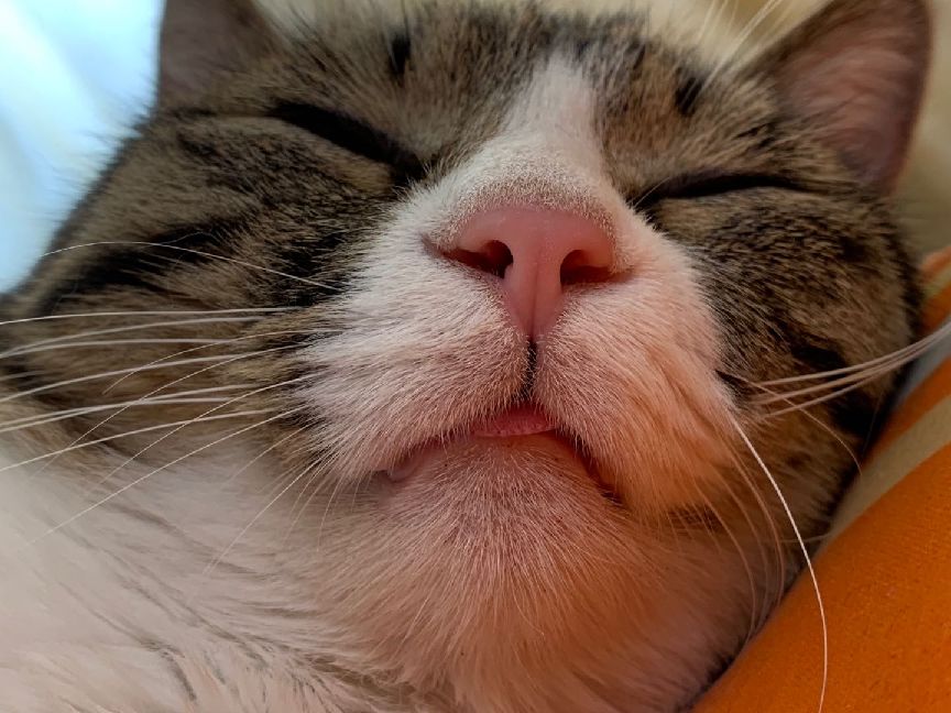 猫图片|宠物猫|猫咪|