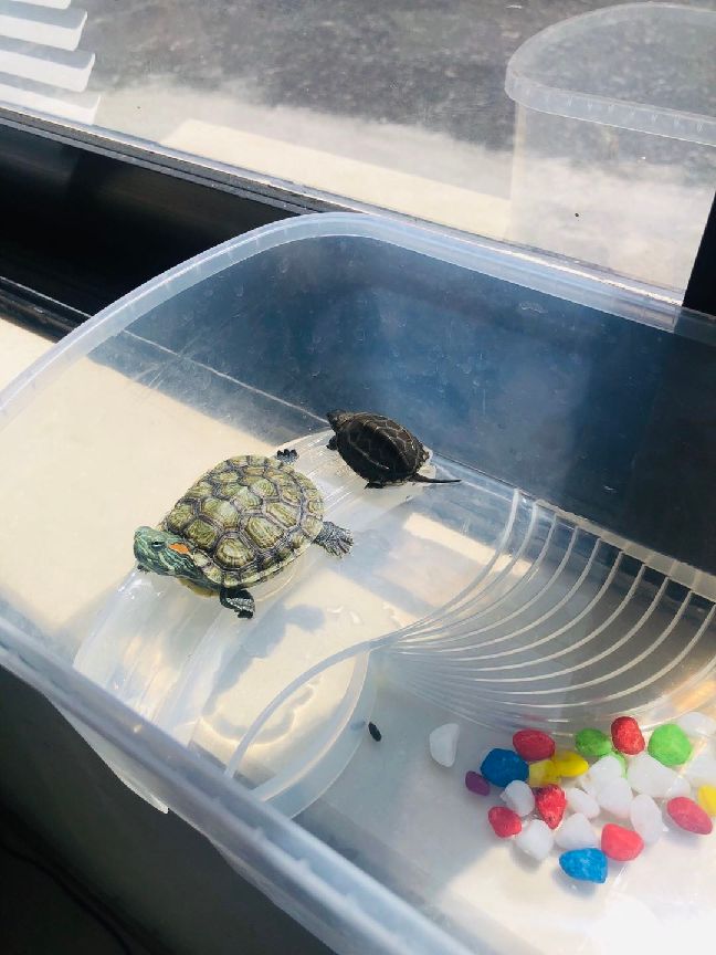 猫图片|宠物猫|猫咪|