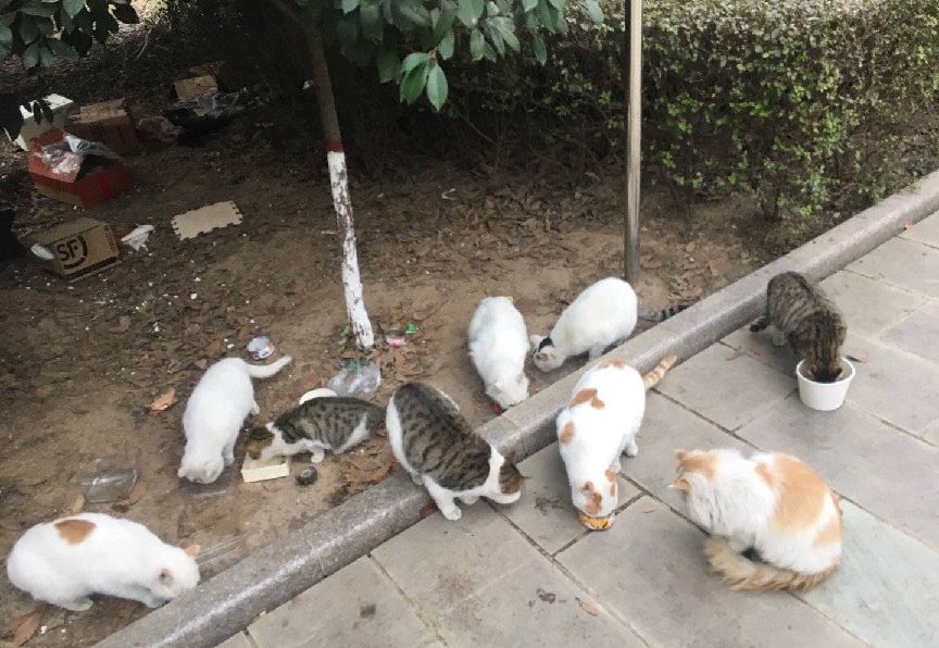 猫图片|宠物猫|猫咪|