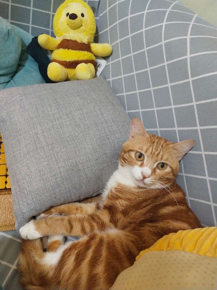 猫图片|宠物猫|猫咪|