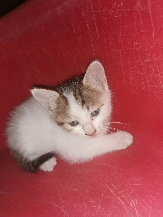 猫图片|宠物猫|猫咪|