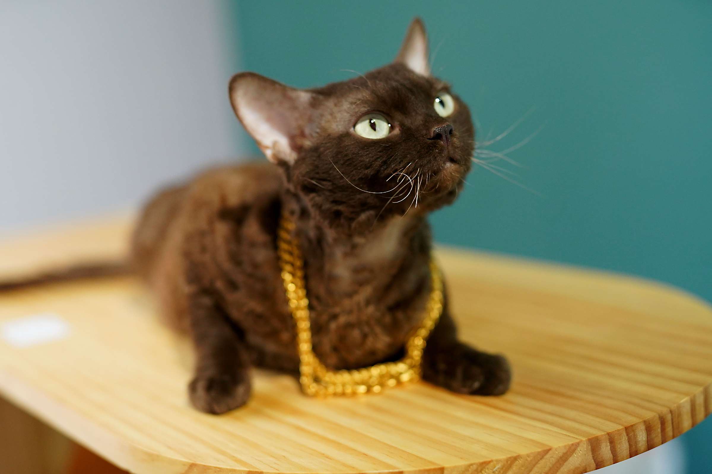 猫图片|宠物猫|猫咪|