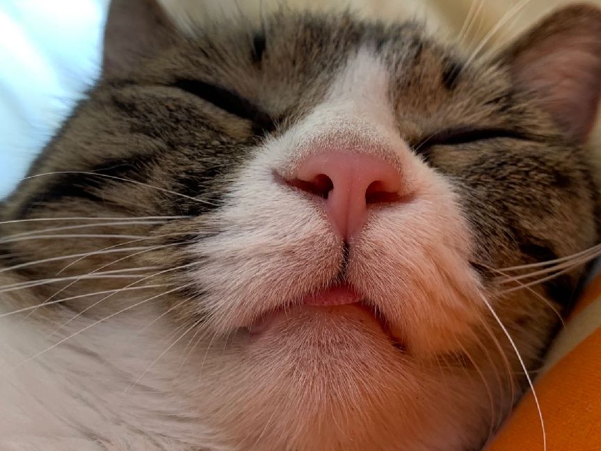 猫图片|宠物猫|猫咪|