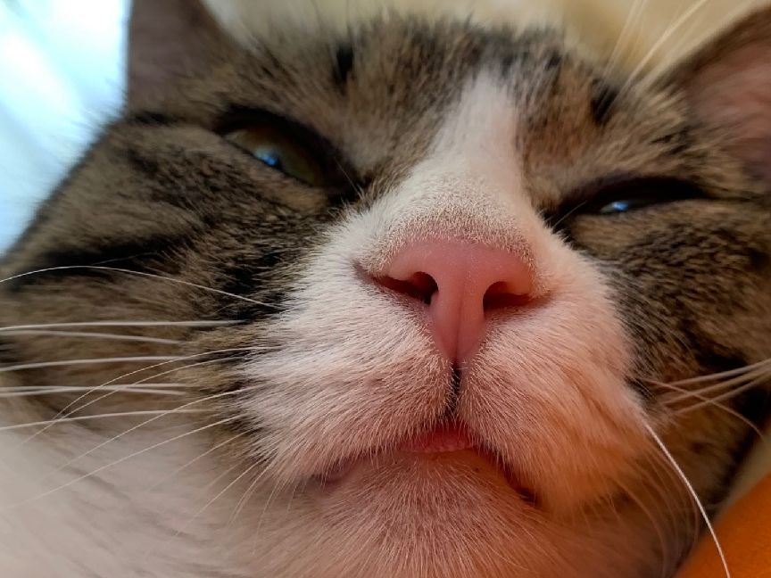 猫图片|宠物猫|猫咪|