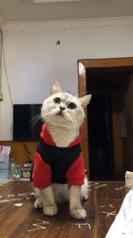 猫图片|宠物猫|猫咪|