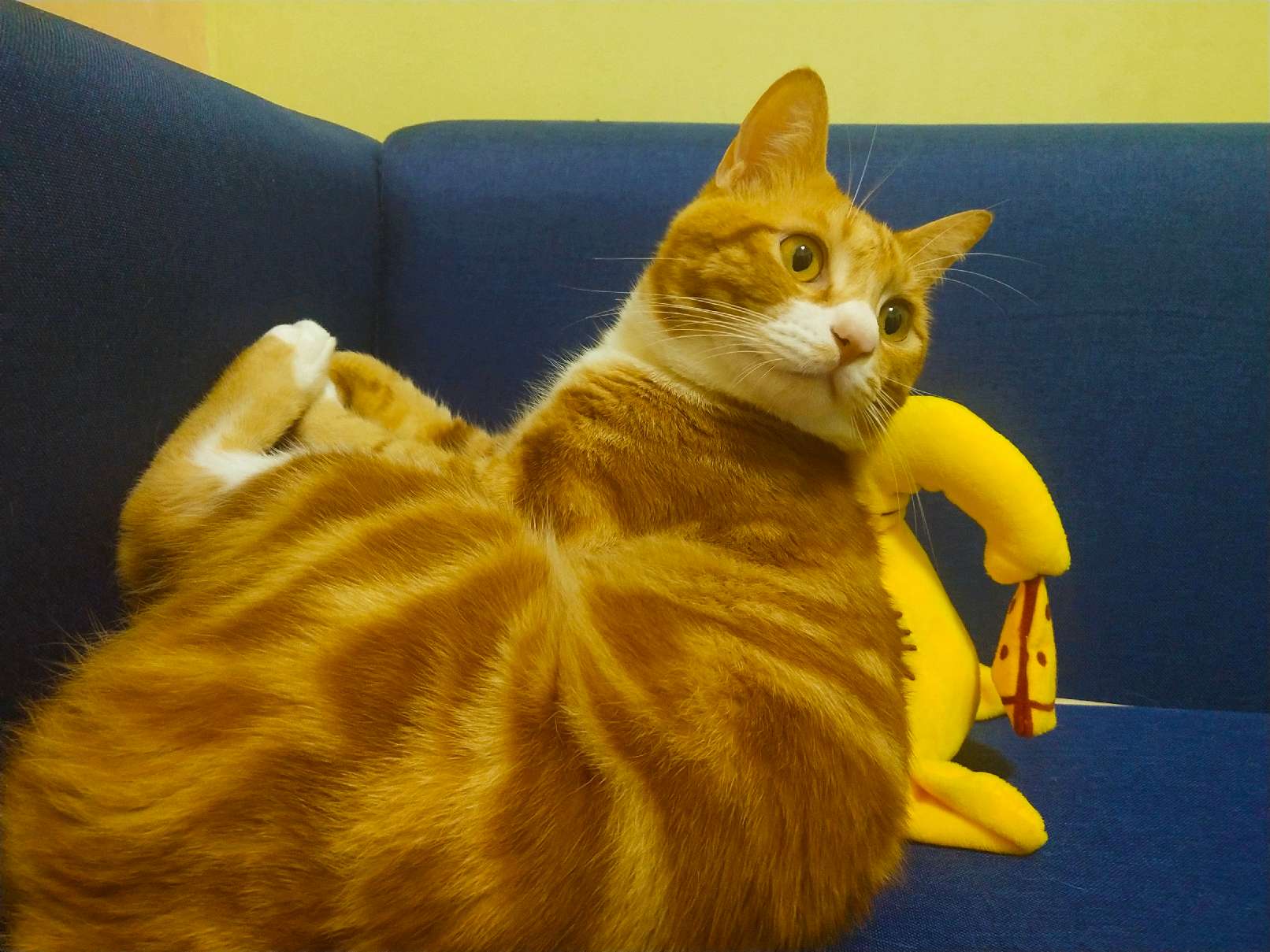 猫图片|宠物猫|猫咪|