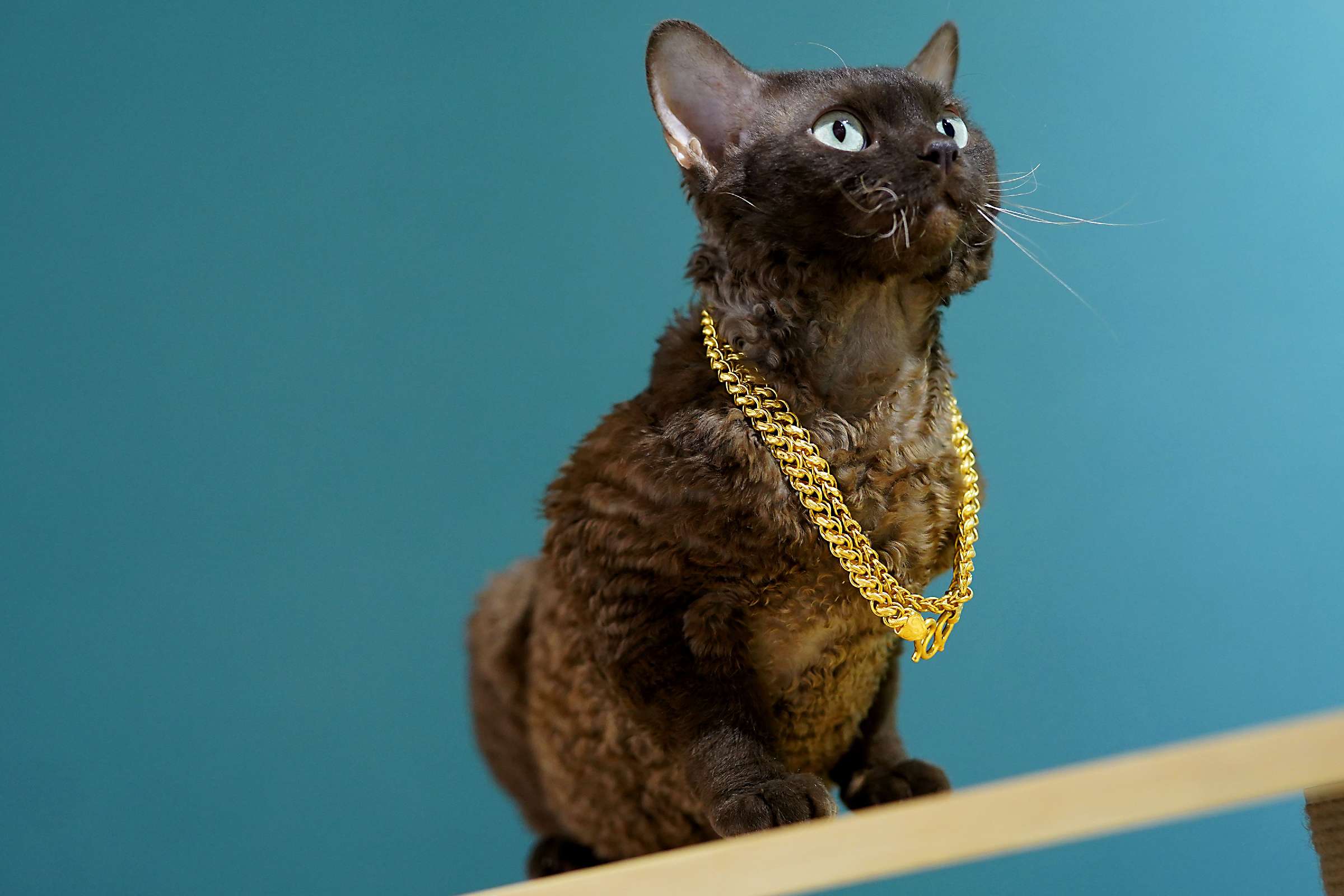 猫图片|宠物猫|猫咪|