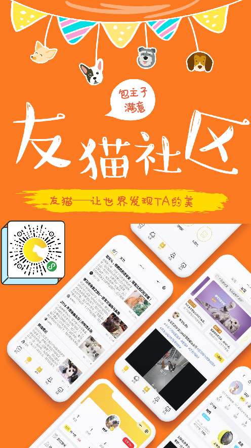 猫图片|宠物猫|猫咪|