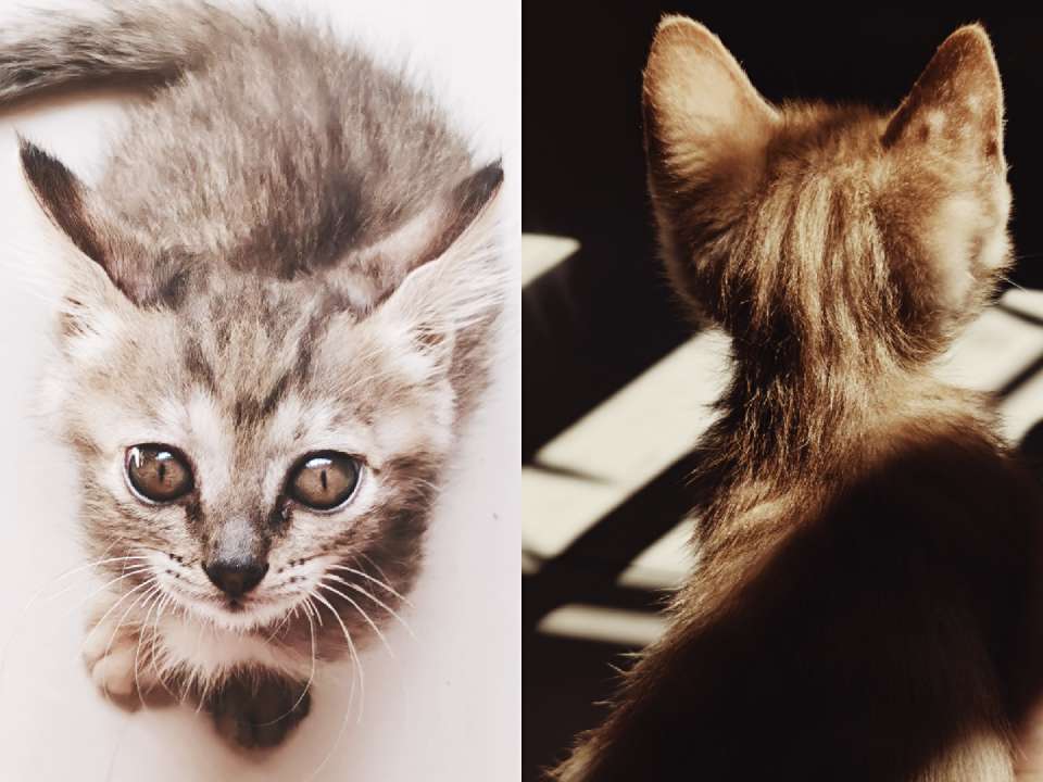 猫图片|宠物猫|猫咪|