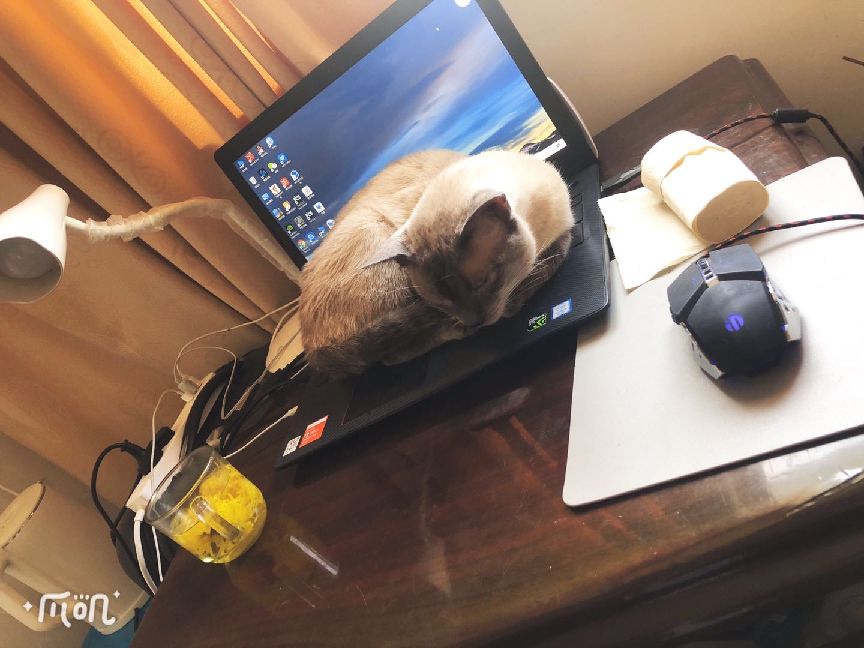 猫图片|宠物猫|猫咪|