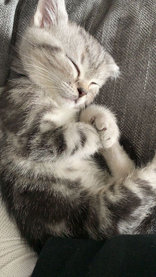 猫图片|宠物猫|猫咪|