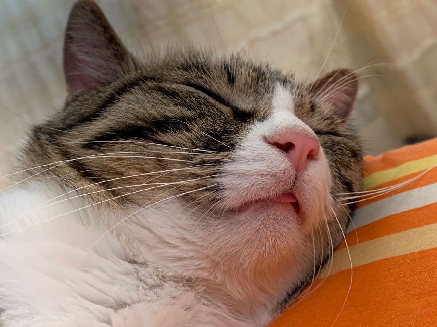 猫图片|宠物猫|猫咪|