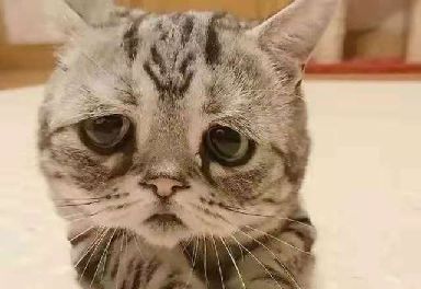 猫图片|宠物猫|猫咪|