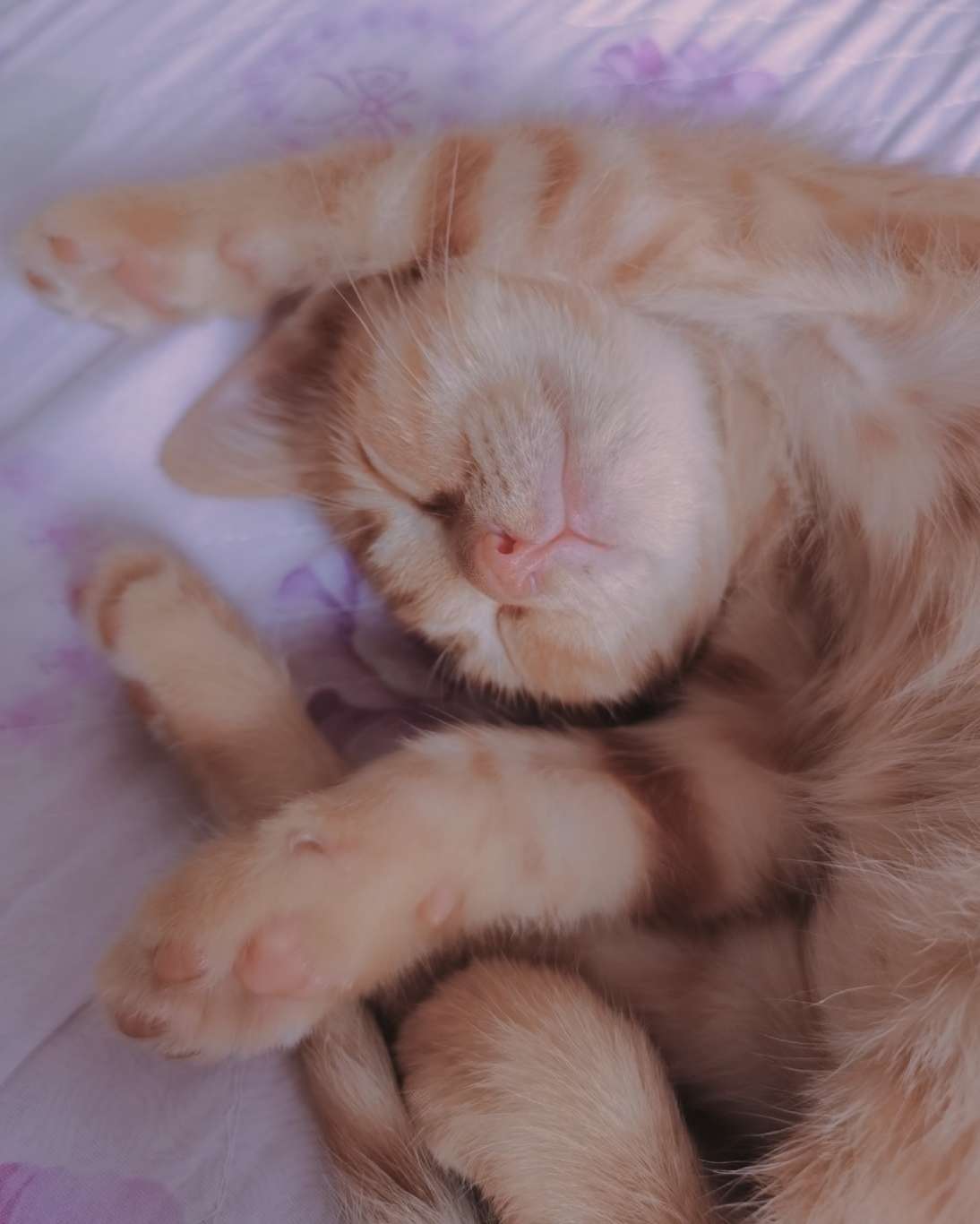 猫图片|宠物猫|猫咪|