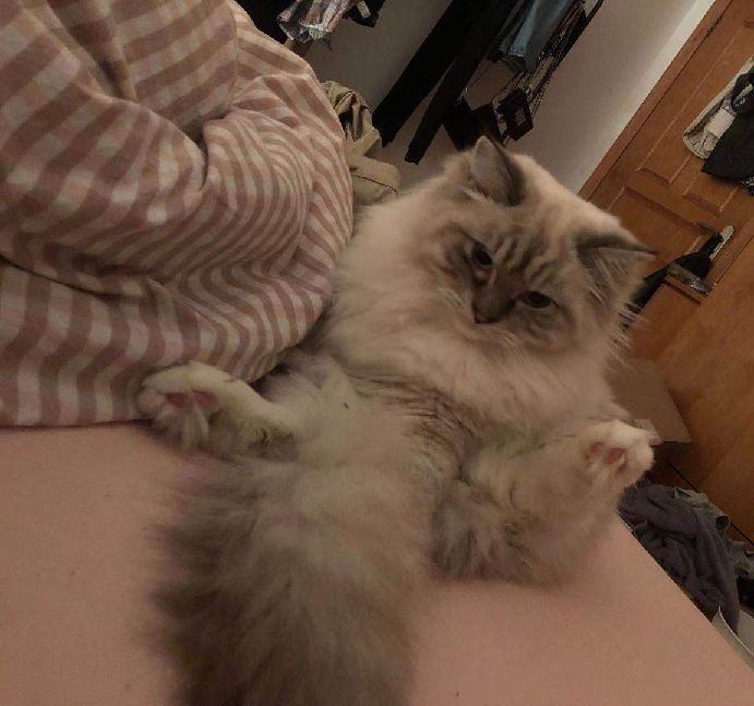 猫图片|宠物猫|猫咪|