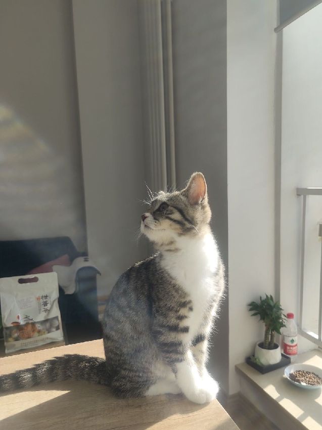 猫图片|宠物猫|猫咪|