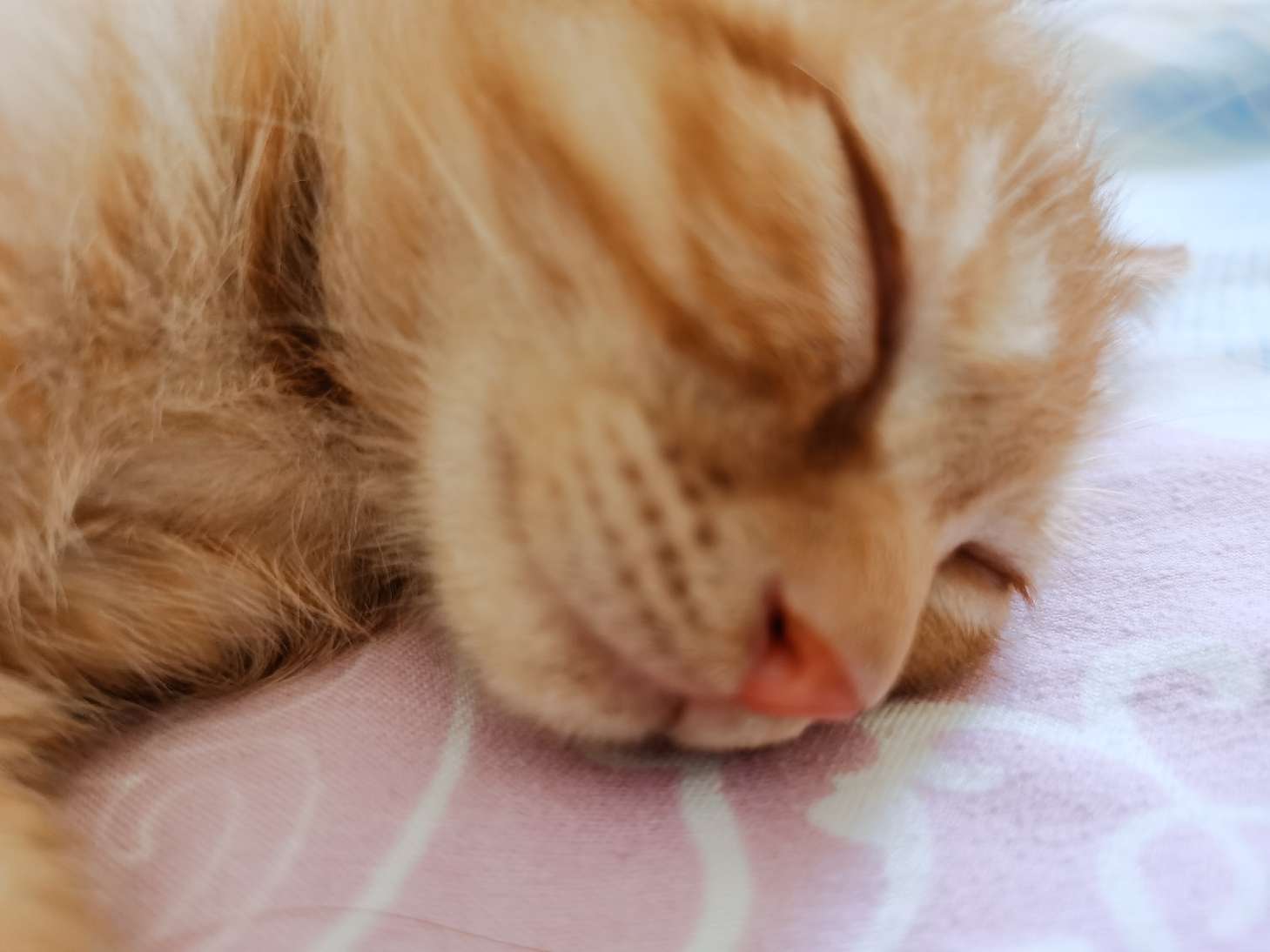 猫图片|宠物猫|猫咪|