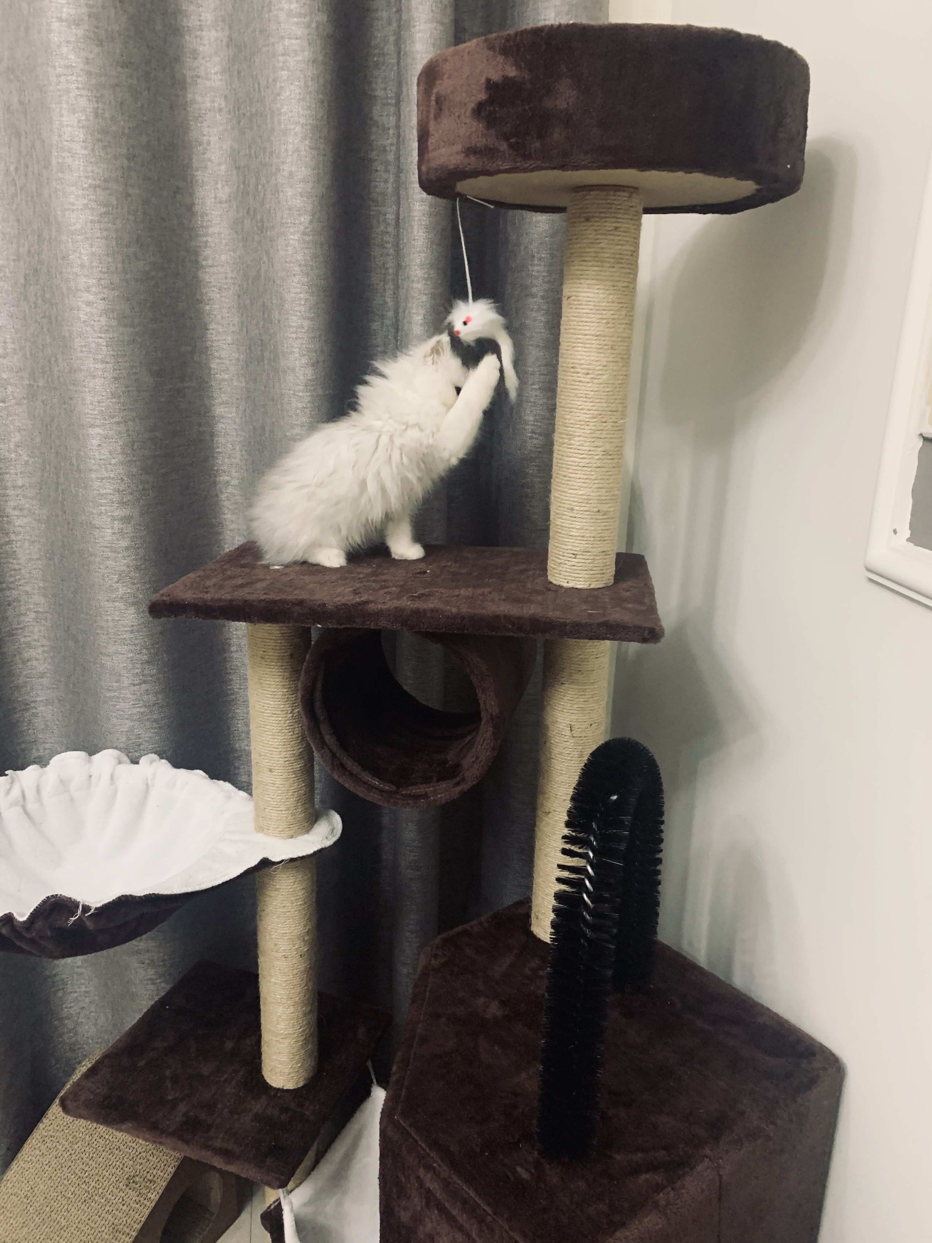 猫图片|宠物猫|猫咪|