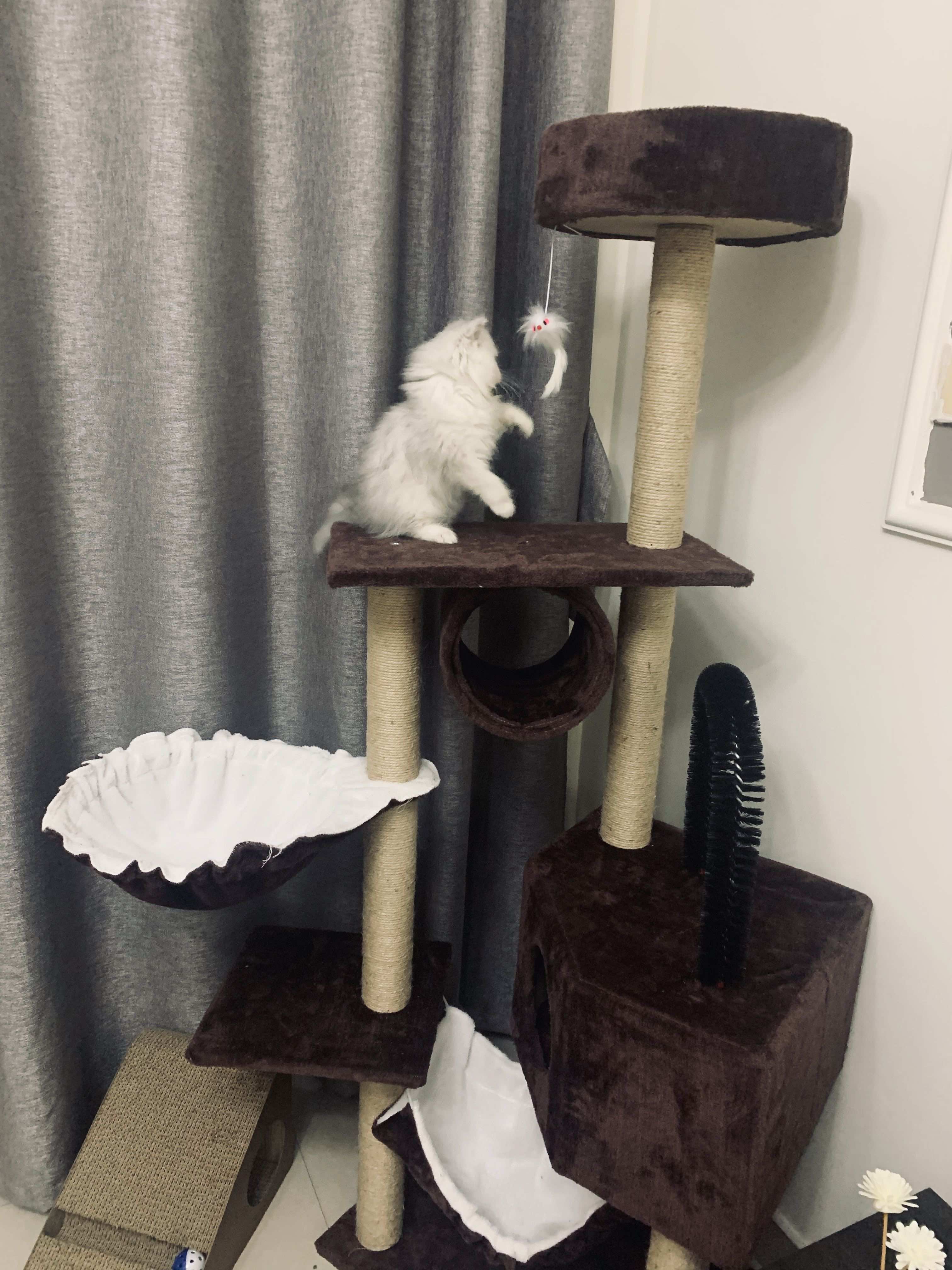 猫图片|宠物猫|猫咪|