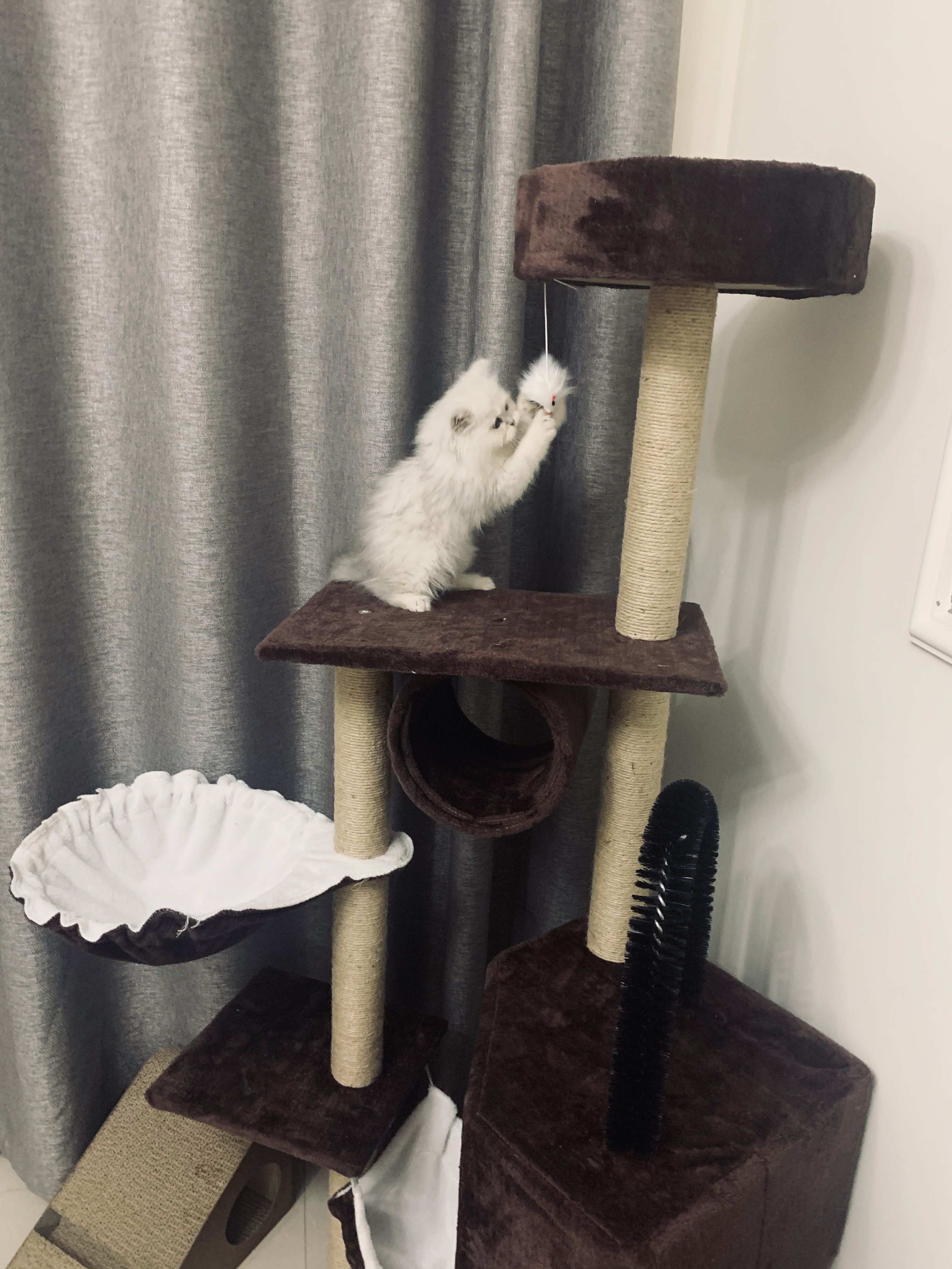 猫图片|宠物猫|猫咪|