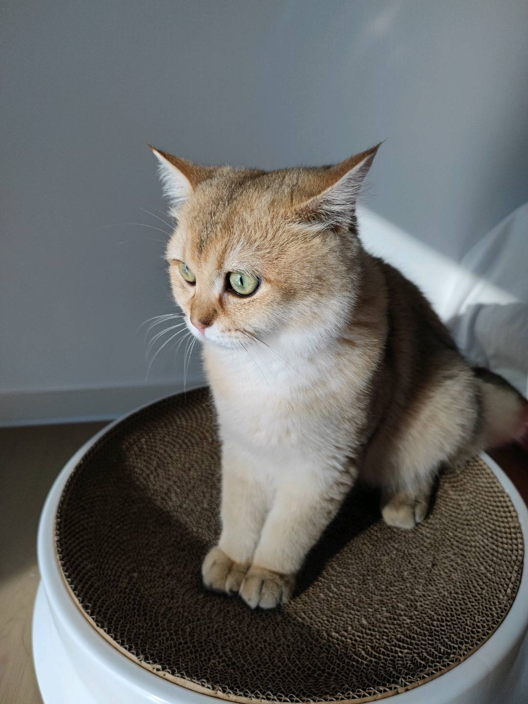 猫图片|宠物猫|猫咪|