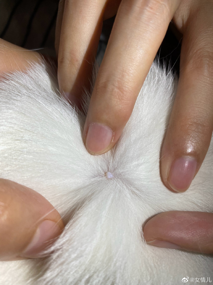 猫图片|宠物猫|猫咪|