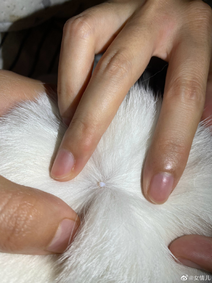 猫图片|宠物猫|猫咪|