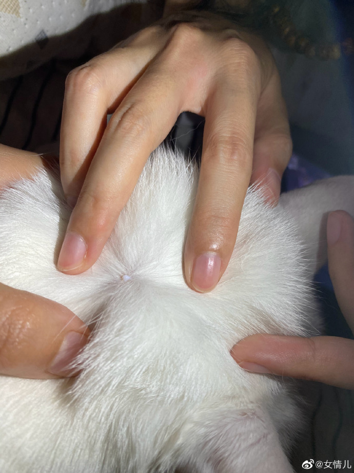 猫图片|宠物猫|猫咪|