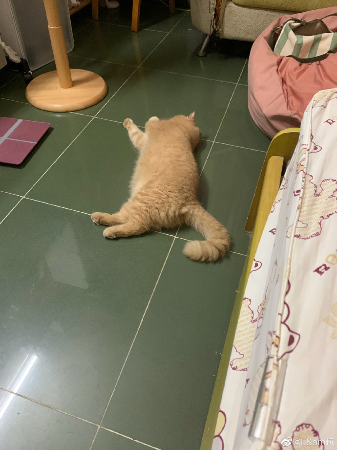 猫图片|宠物猫|猫咪|