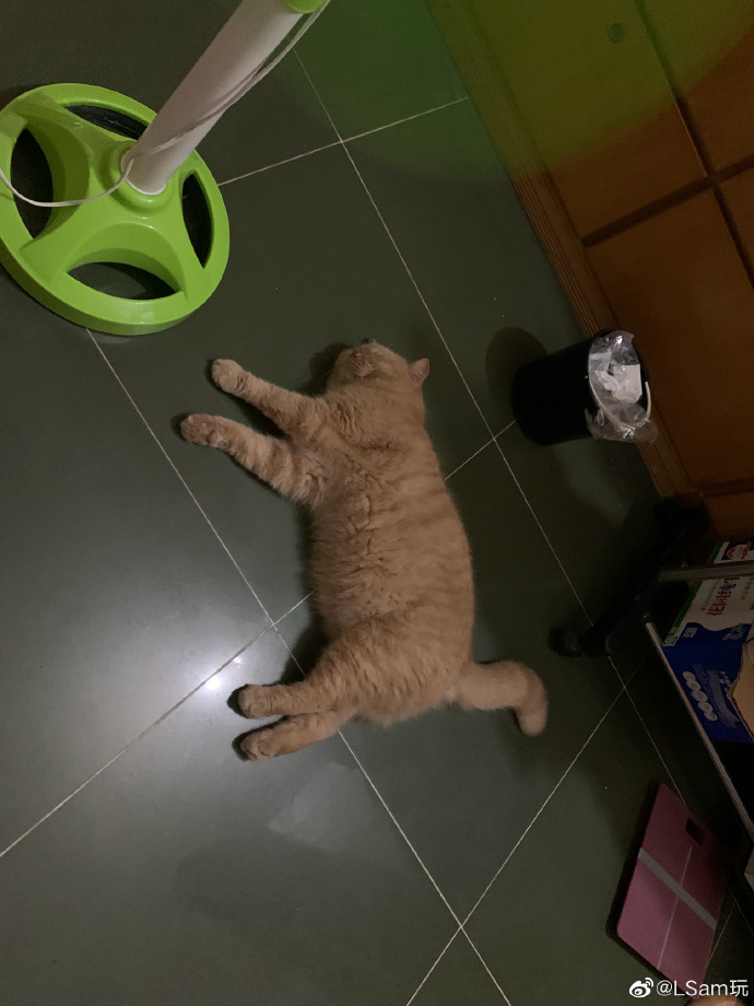 猫图片|宠物猫|猫咪|