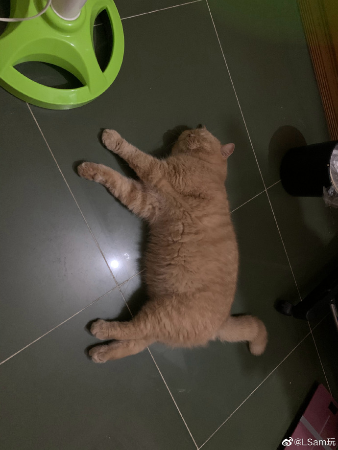 猫图片|宠物猫|猫咪|