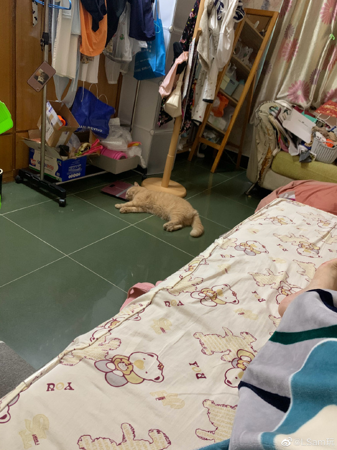 猫图片|宠物猫|猫咪|