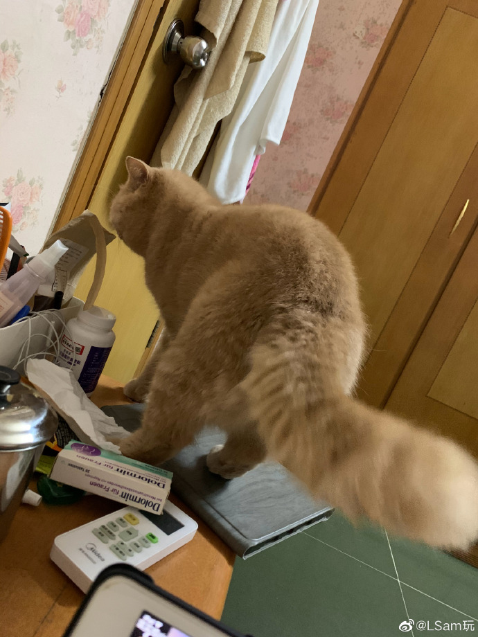 猫图片|宠物猫|猫咪|