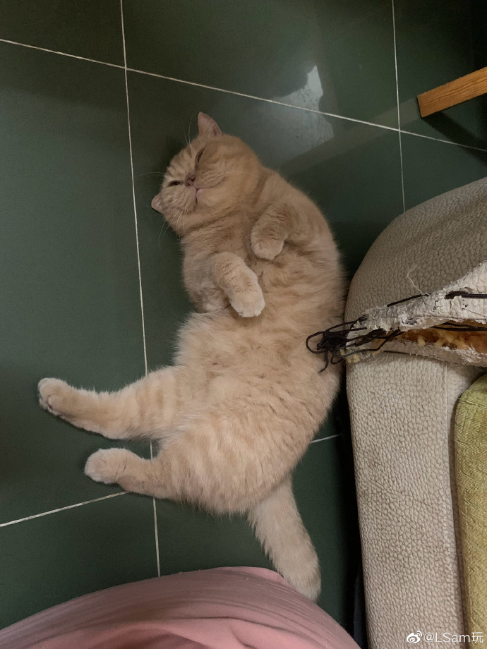 猫图片|宠物猫|猫咪|