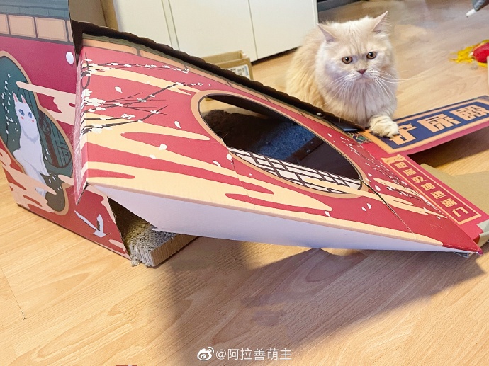 猫图片|宠物猫|猫咪|