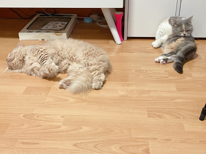 猫图片|宠物猫|猫咪|