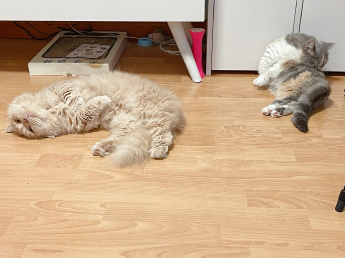 猫图片|宠物猫|猫咪|