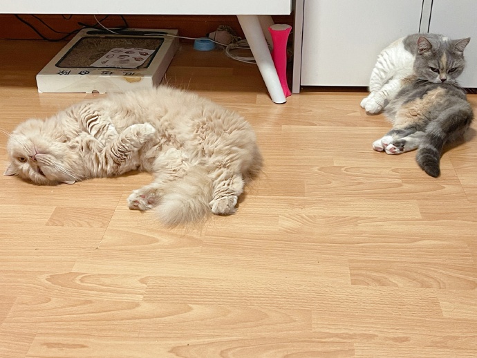 猫图片|宠物猫|猫咪|