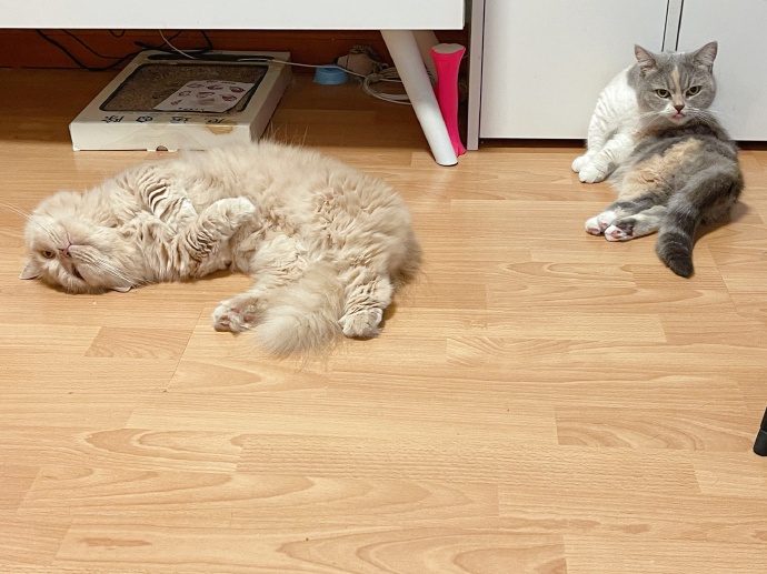 猫图片|宠物猫|猫咪|