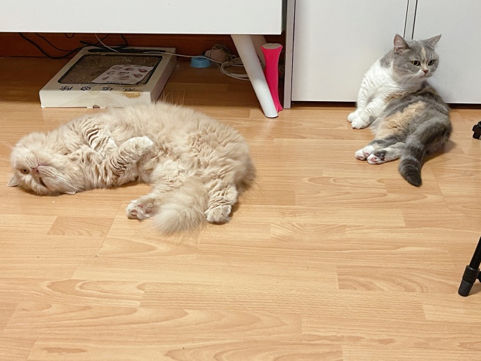 猫图片|宠物猫|猫咪|