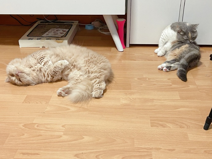 猫图片|宠物猫|猫咪|