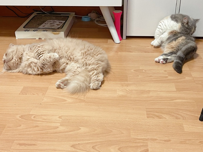 猫图片|宠物猫|猫咪|